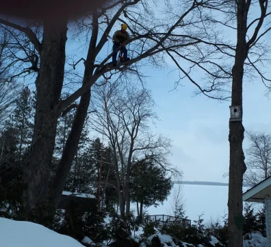 Arborist in a harness pruning a dead branch over a snowy lakefront backyard in winter.