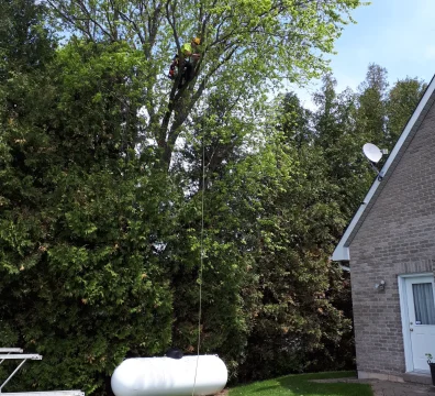 Certified arborist climbing a large green oak tree for tree removal next to a residential home and propane tank.