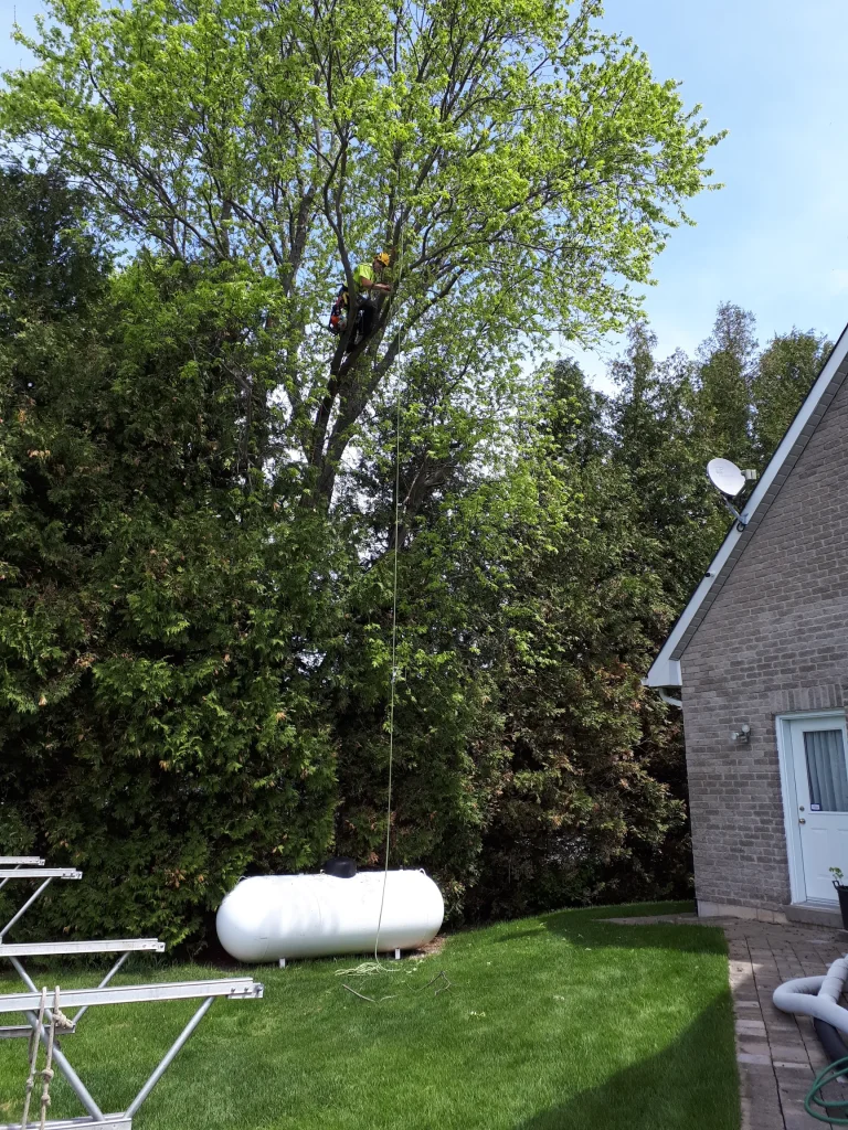 Certified arborist climbing a large green oak tree for tree removal next to a residential home and propane tank.