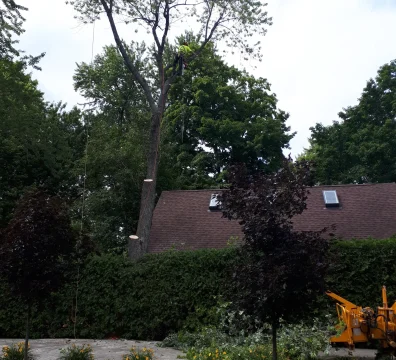 Tree climber using a rope to remove branches from a large backyard tree near a residential roof and a chipper machine.