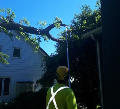 Tree service worker using a pole saw to trim a tree branch hanging over a white residential roof.