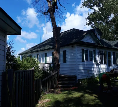 Tree service professional removing a dead or dying tree over a white residential house with a fence.