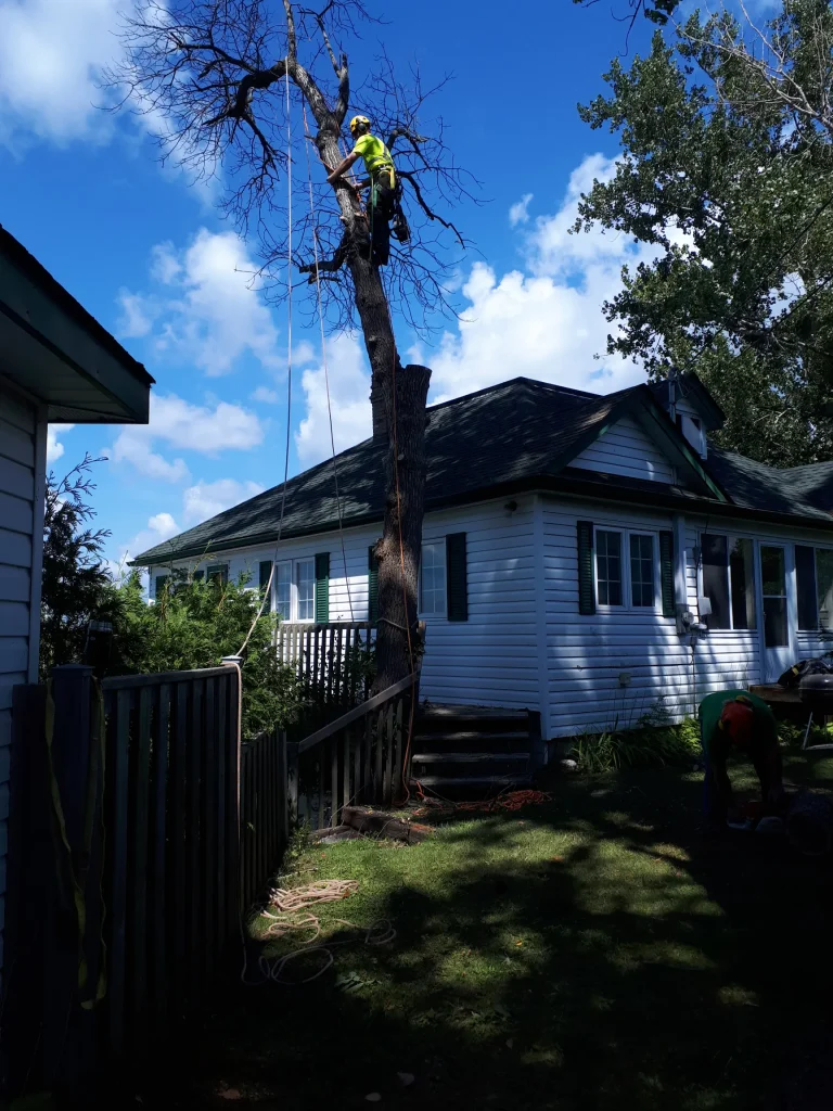 Tree service professional removing a dead or dying tree over a white residential house with a fence.