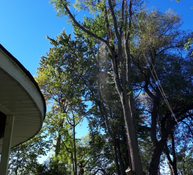 Arboriculture expert climbing a tall tree for pruning or removal above a cottage near a bright blue lake.