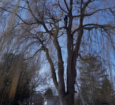 Tree service worker high in a massive weeping willow tree performing winter pruning with a safety rope and ladder.