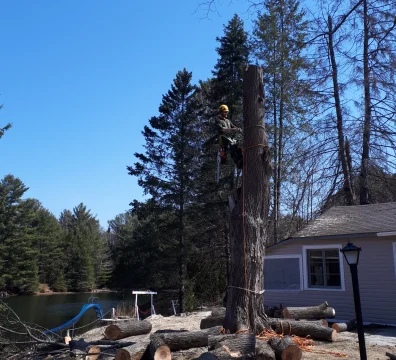 Arborist standing on a large tree trunk during a tree removal near a lake with cut logs on the ground.