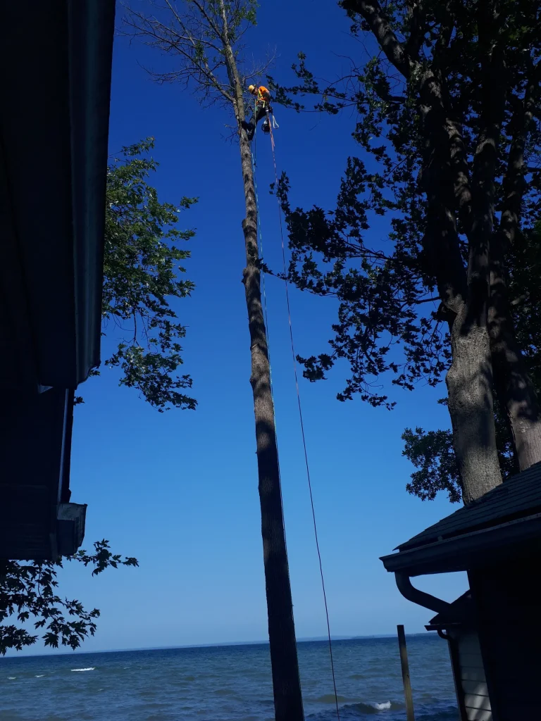 Arborist climbing a very tall dead tree over the lake with clear blue sky and a shoreline cabin.