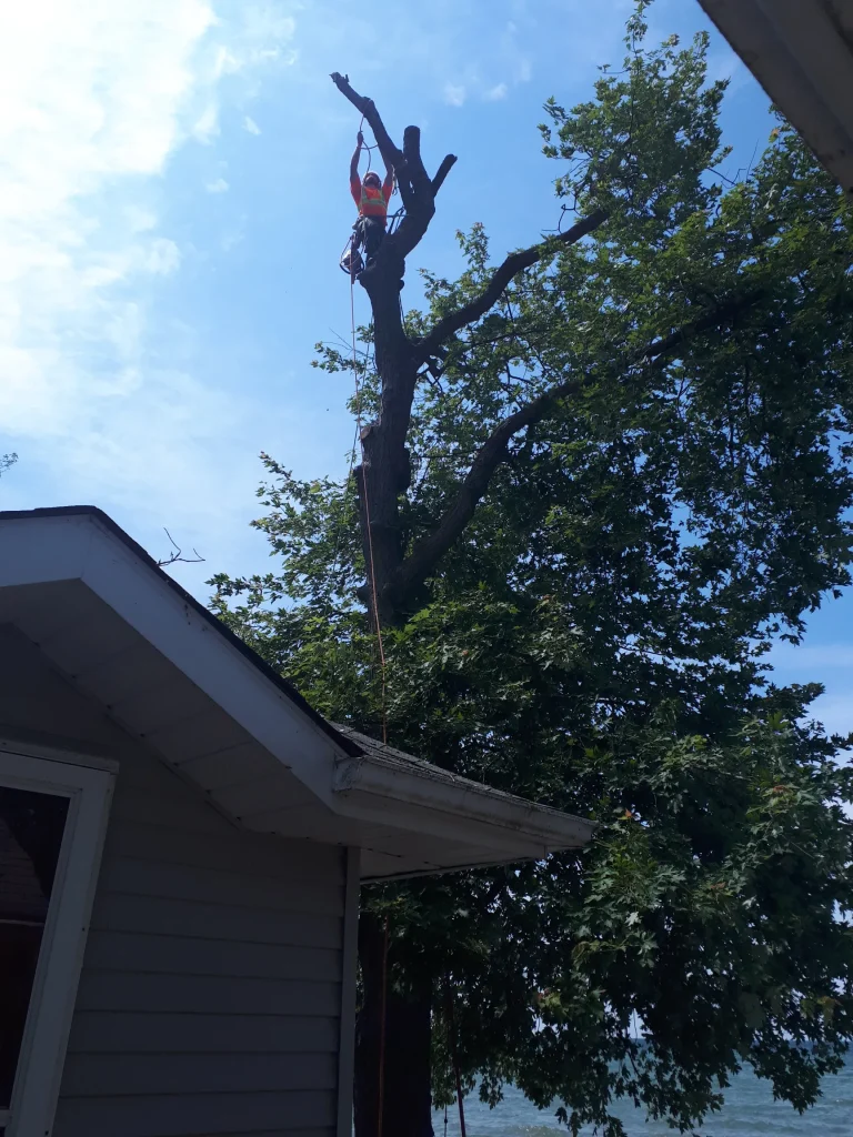 Tree climber on a large, partially removed tree stump above a waterfront cottage with the lake in the background.