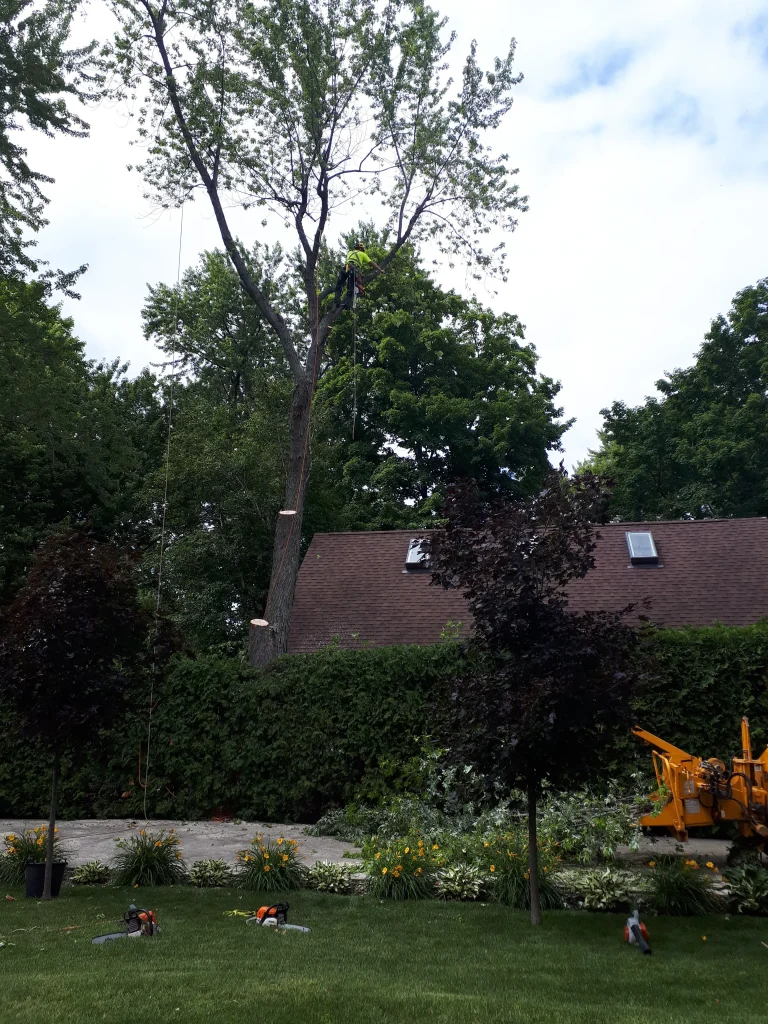 Arborist suspended by ropes and harness, safely removing large sections of a tall, dead tree over a residential roof
