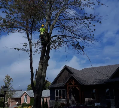 Arborist in a harness trimming a large tree against a cloudy blue sky above a residential rooftop.