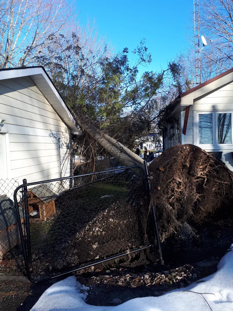 Large evergreen tree that has fallen on a house during a storm, showing the massive root ball pulled out of the ground and damage to the roof