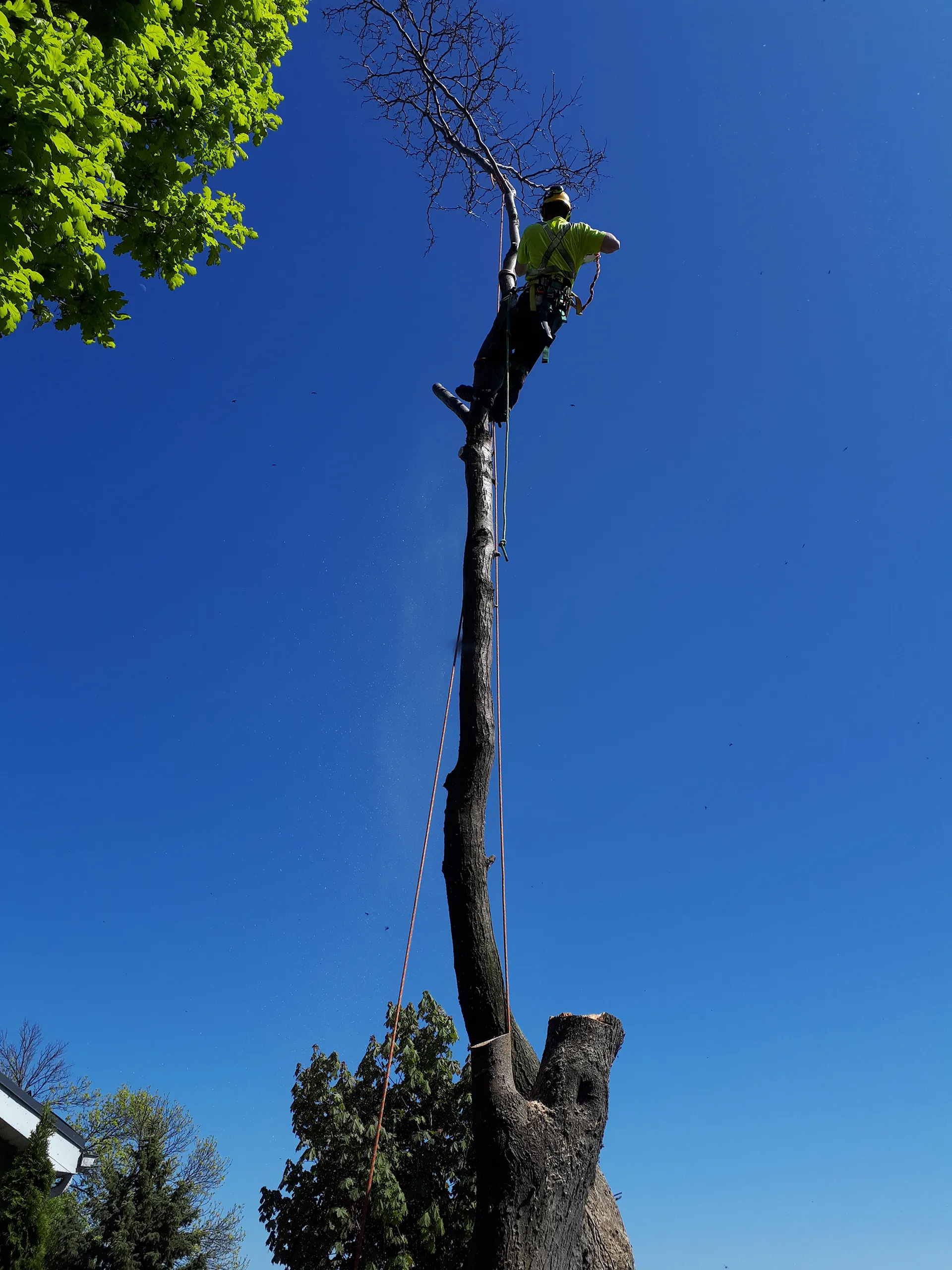 Tree service worker wearing a harness and safety gear high up on the narrow trunk of a dead tree, preparing to remove the top branches