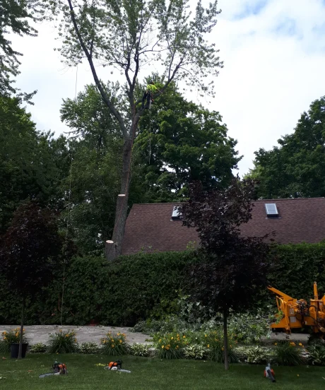 Arborist suspended by ropes and harness, safely removing large sections of a tall, dead tree over a residential roof