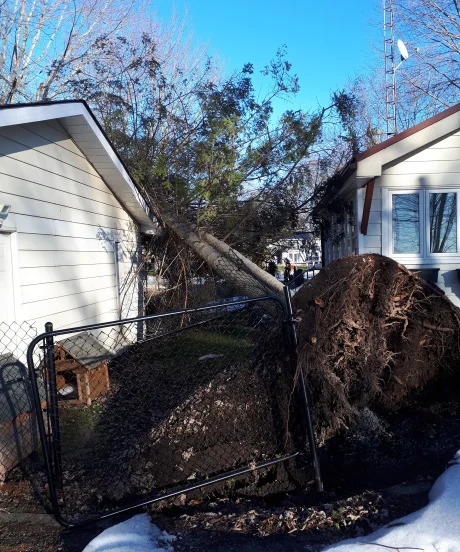 Large evergreen tree that has fallen on a house during a storm, showing the massive root ball pulled out of the ground and damage to the roof